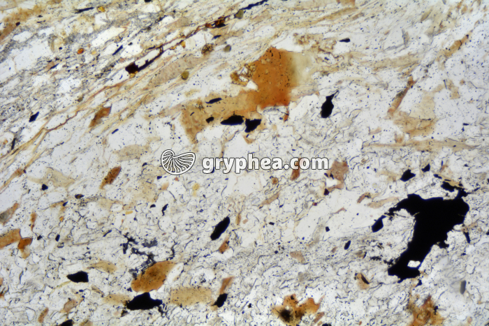 Micaschiste à andalousite (Agly) LPNA x25 - gryphea.com